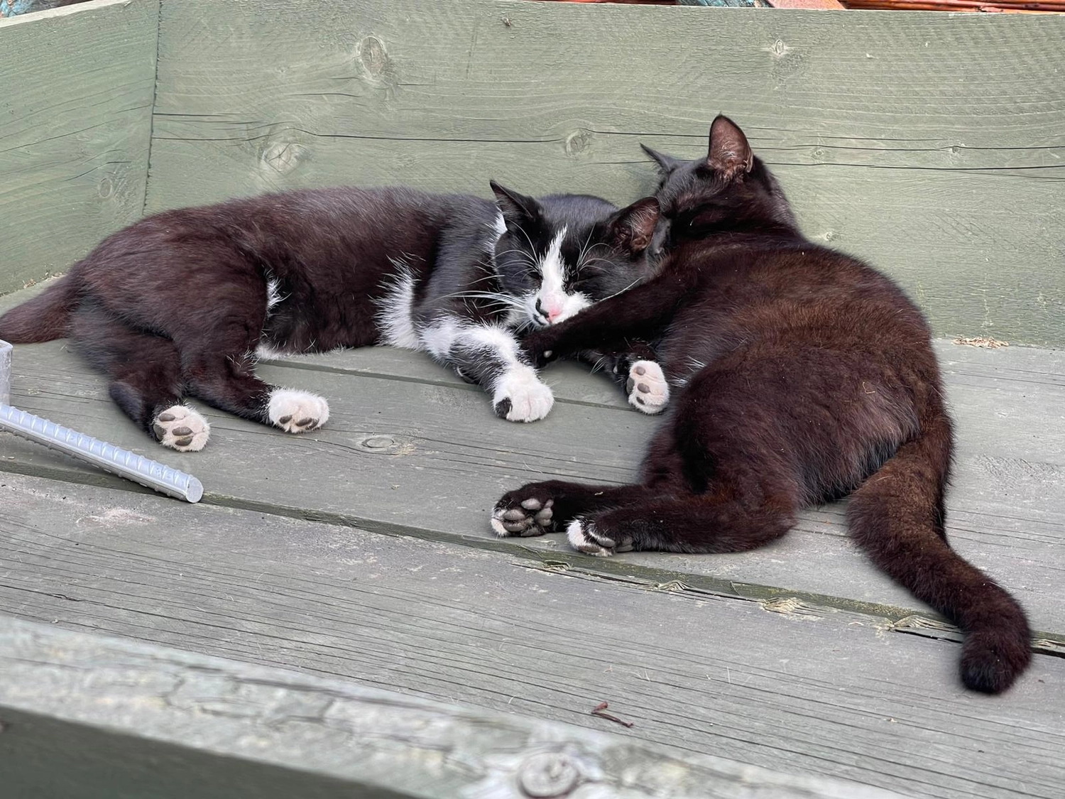 Hof ShaBaLi - Pferdehof - Katze