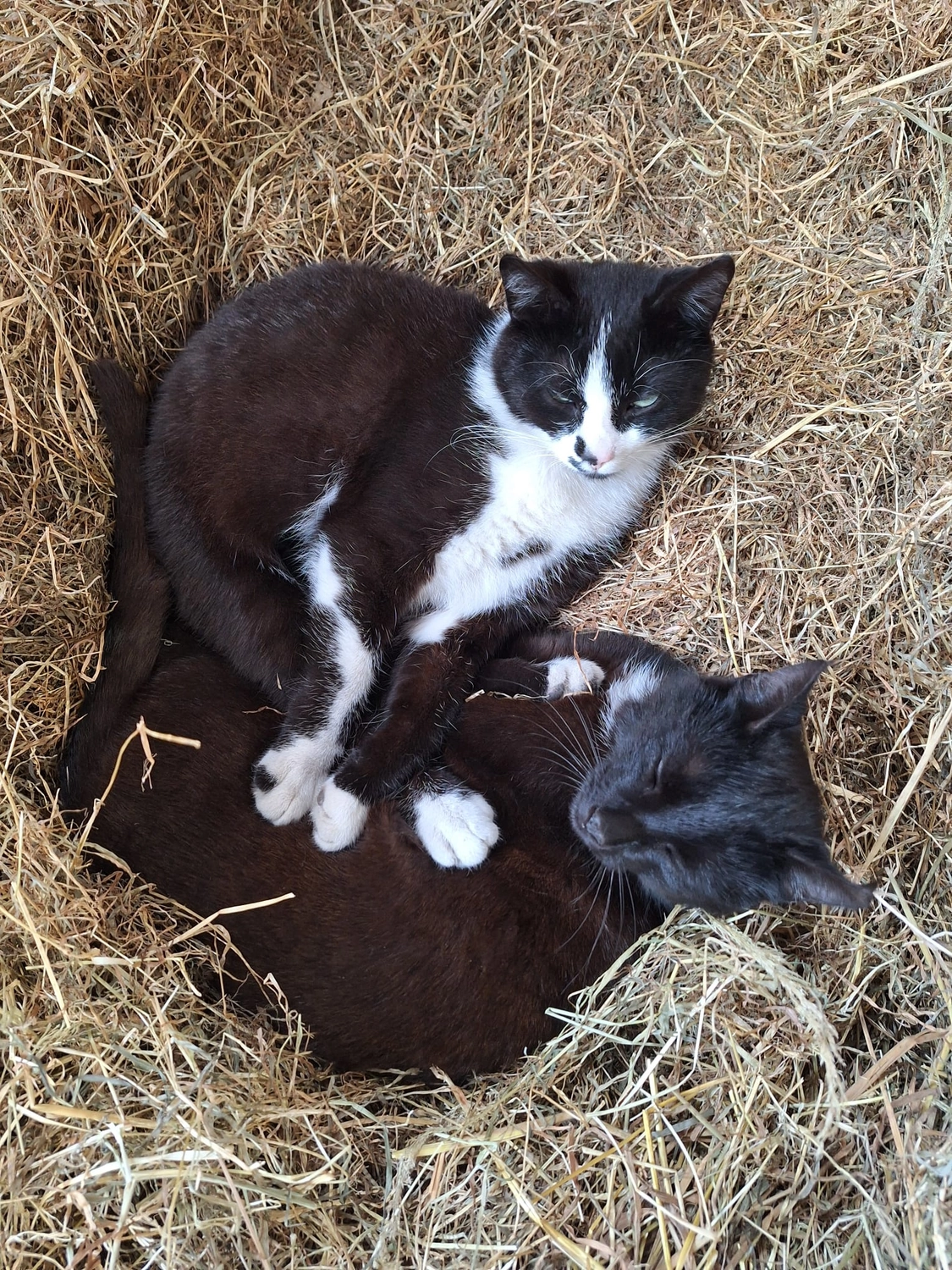 Hof ShaBaLi - Pferdehof - Katze