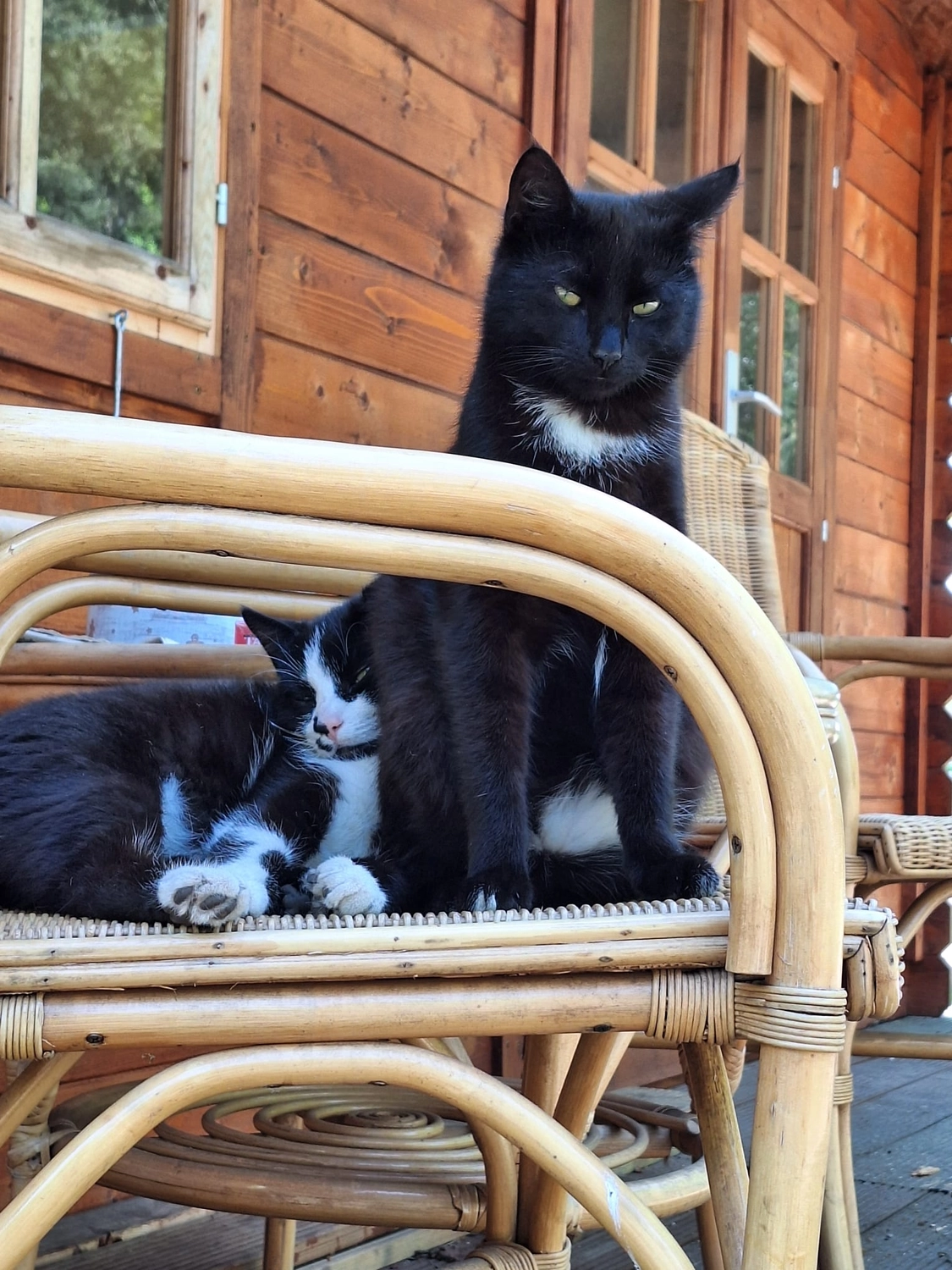 Hof ShaBaLi - Pferdehof - Katze