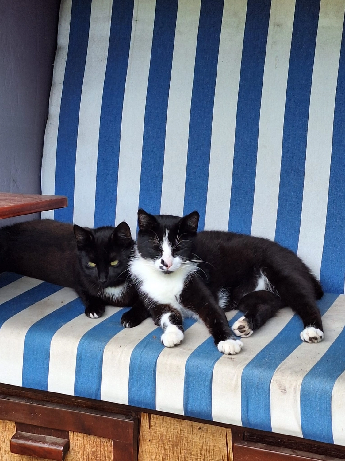 Hof ShaBaLi - Pferdehof - Katze