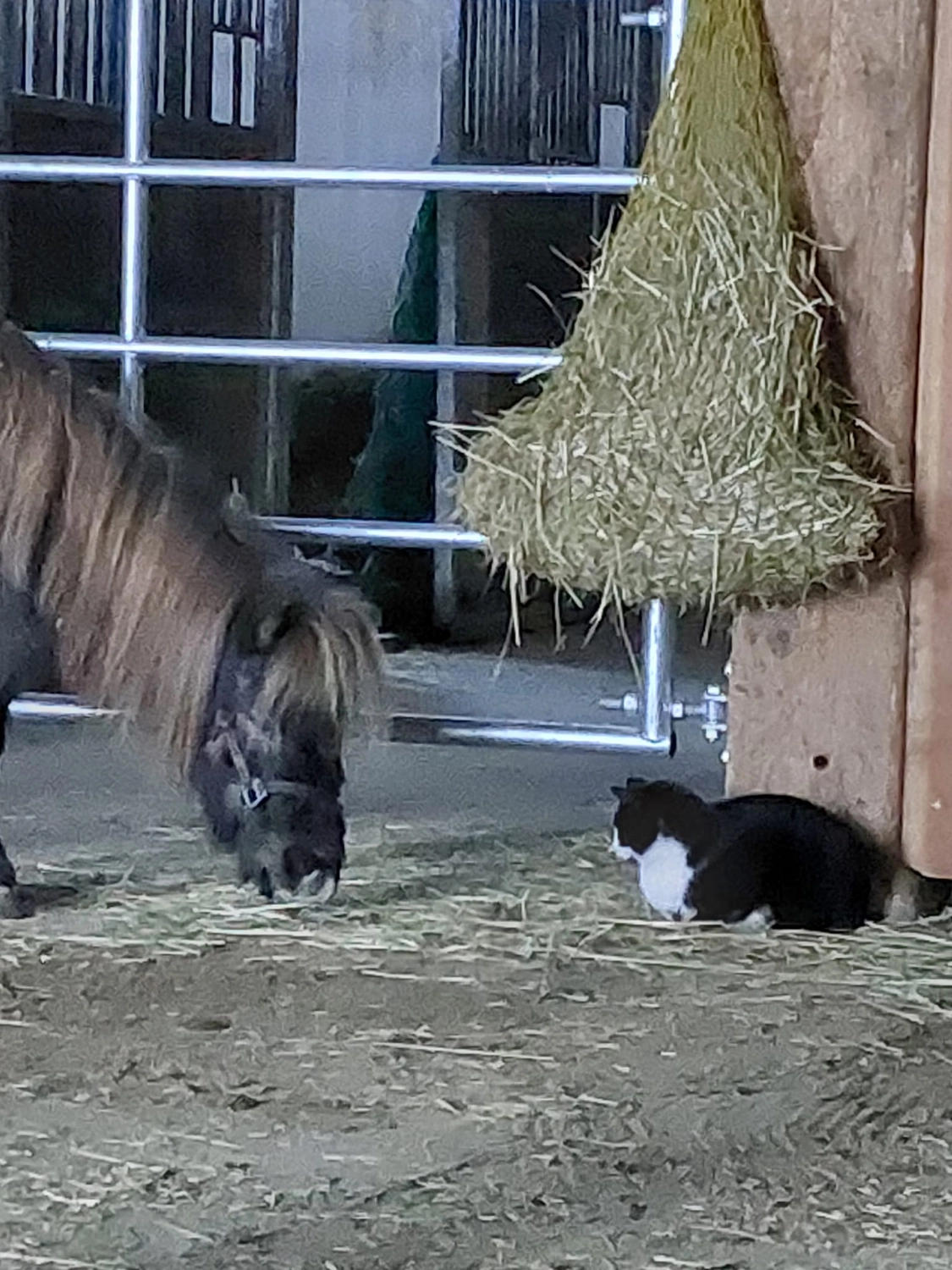 Hof ShaBaLi - Pferdehof - Katze