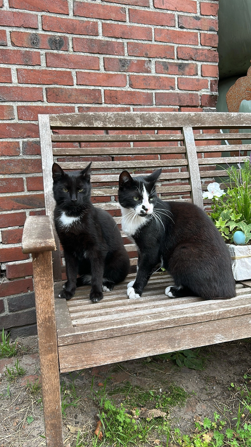 Hof ShaBaLi - Pferdehof - Katze