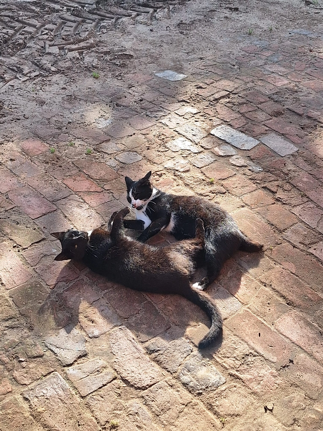 Hof ShaBaLi - Pferdehof - Katze