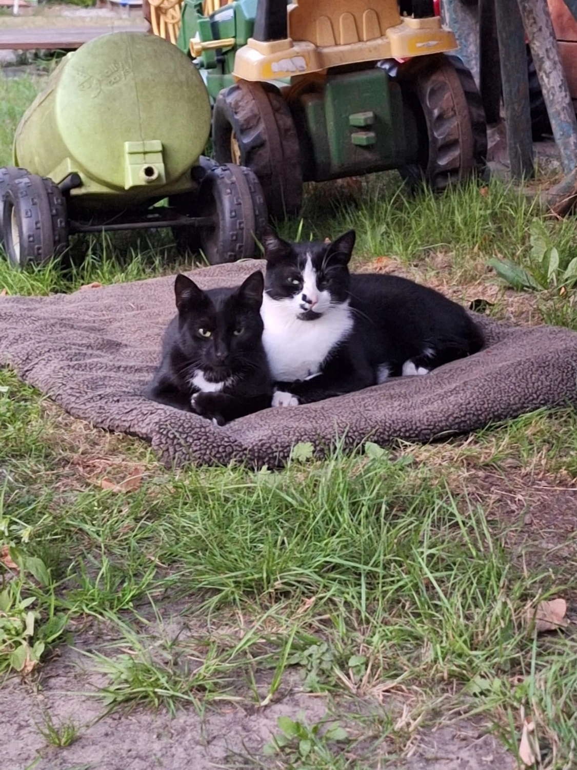 Hof ShaBaLi - Pferdehof - Katze