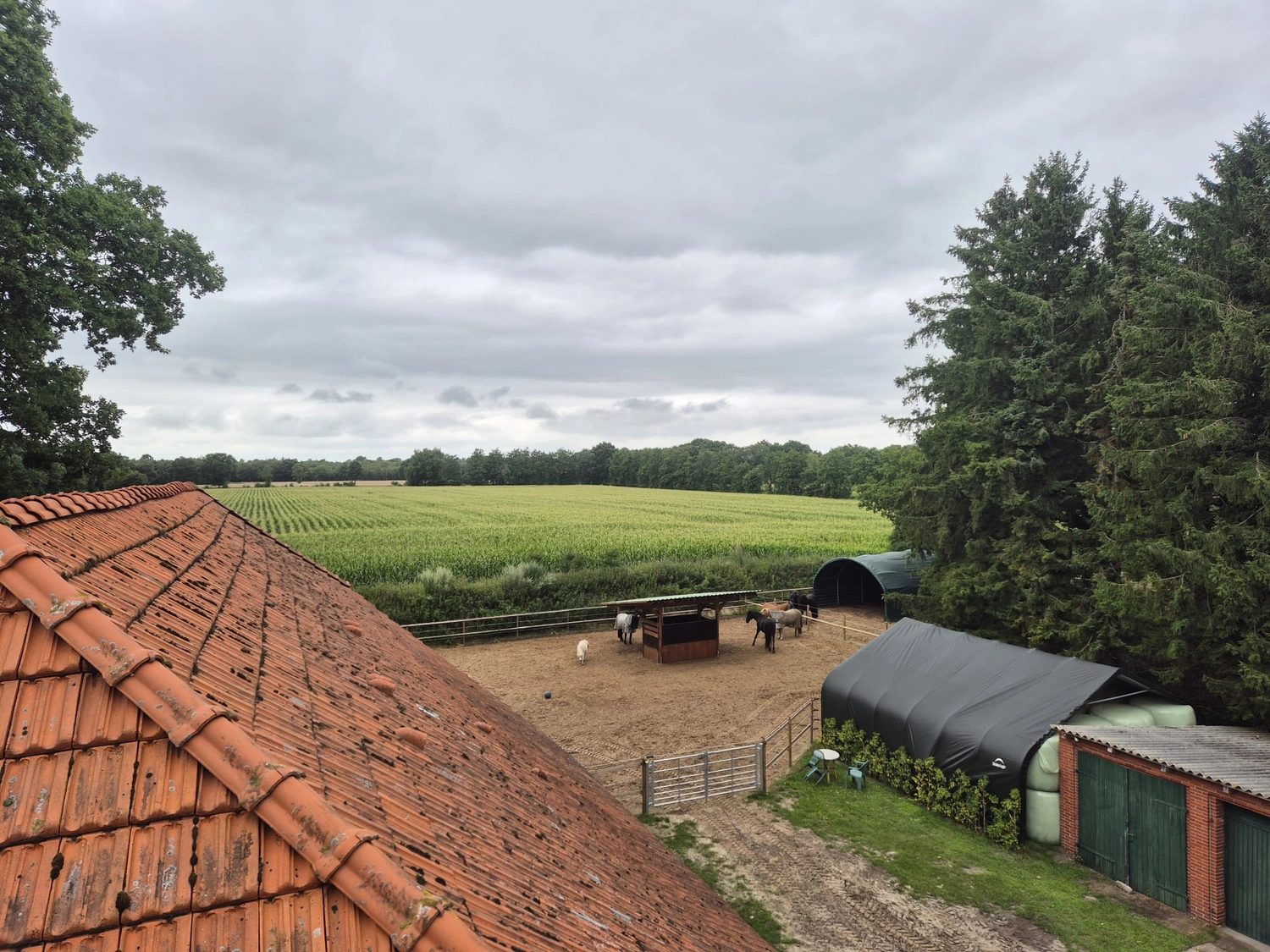 Hof ShaBaLi - Pferdehof - Pferde