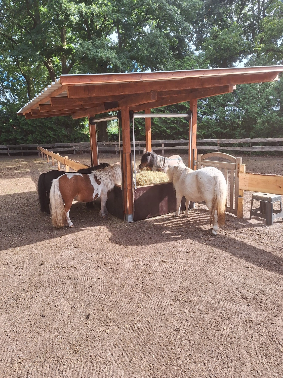 Hof ShaBaLi - Pferdehof - Pferde