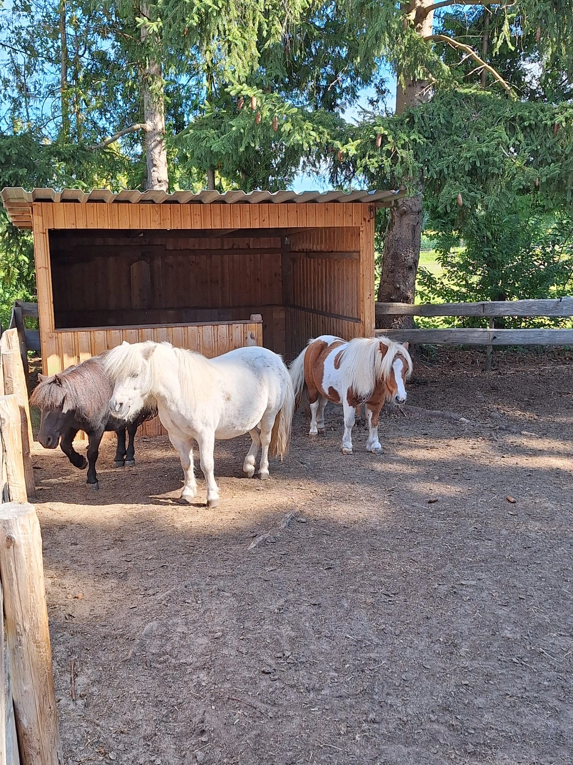 Hof ShaBaLi - Pferdehof - Pferde