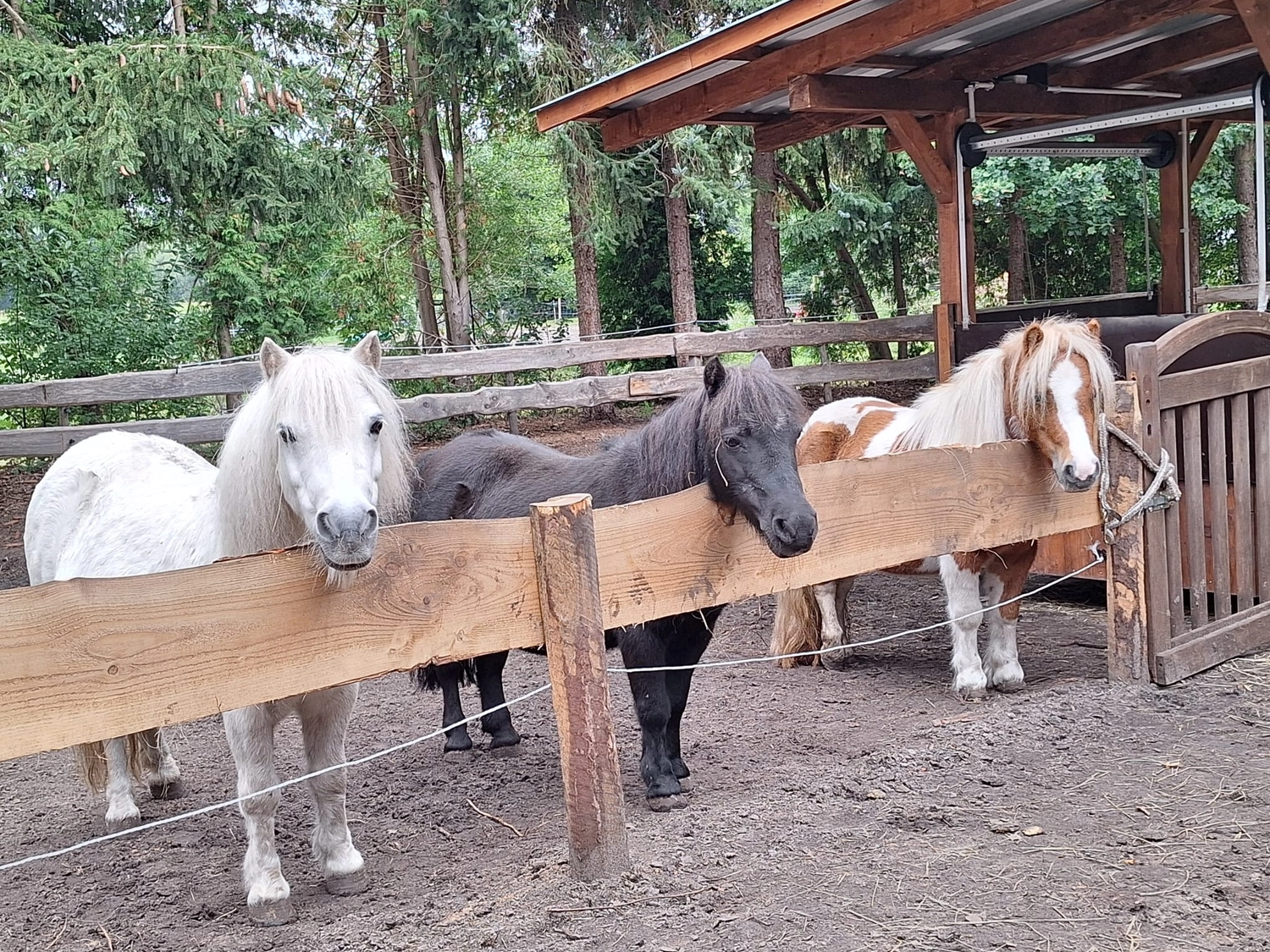 Hof ShaBaLi - Pferdehof - Pferde