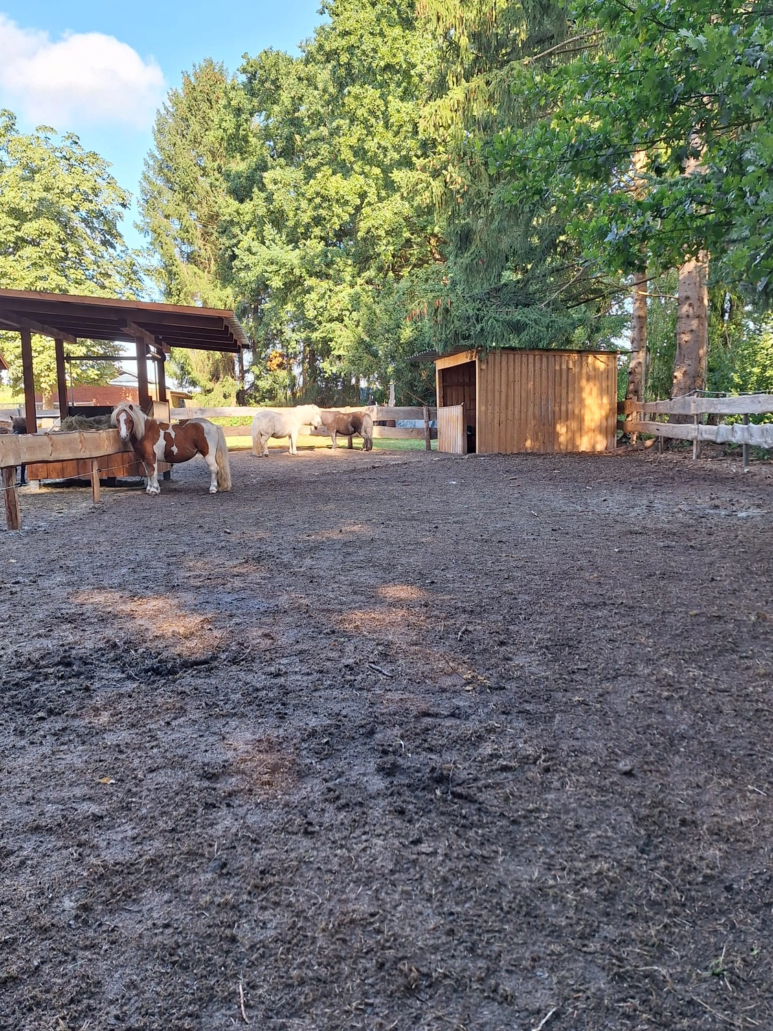 Hof ShaBaLi - Pferdehof - Pferde