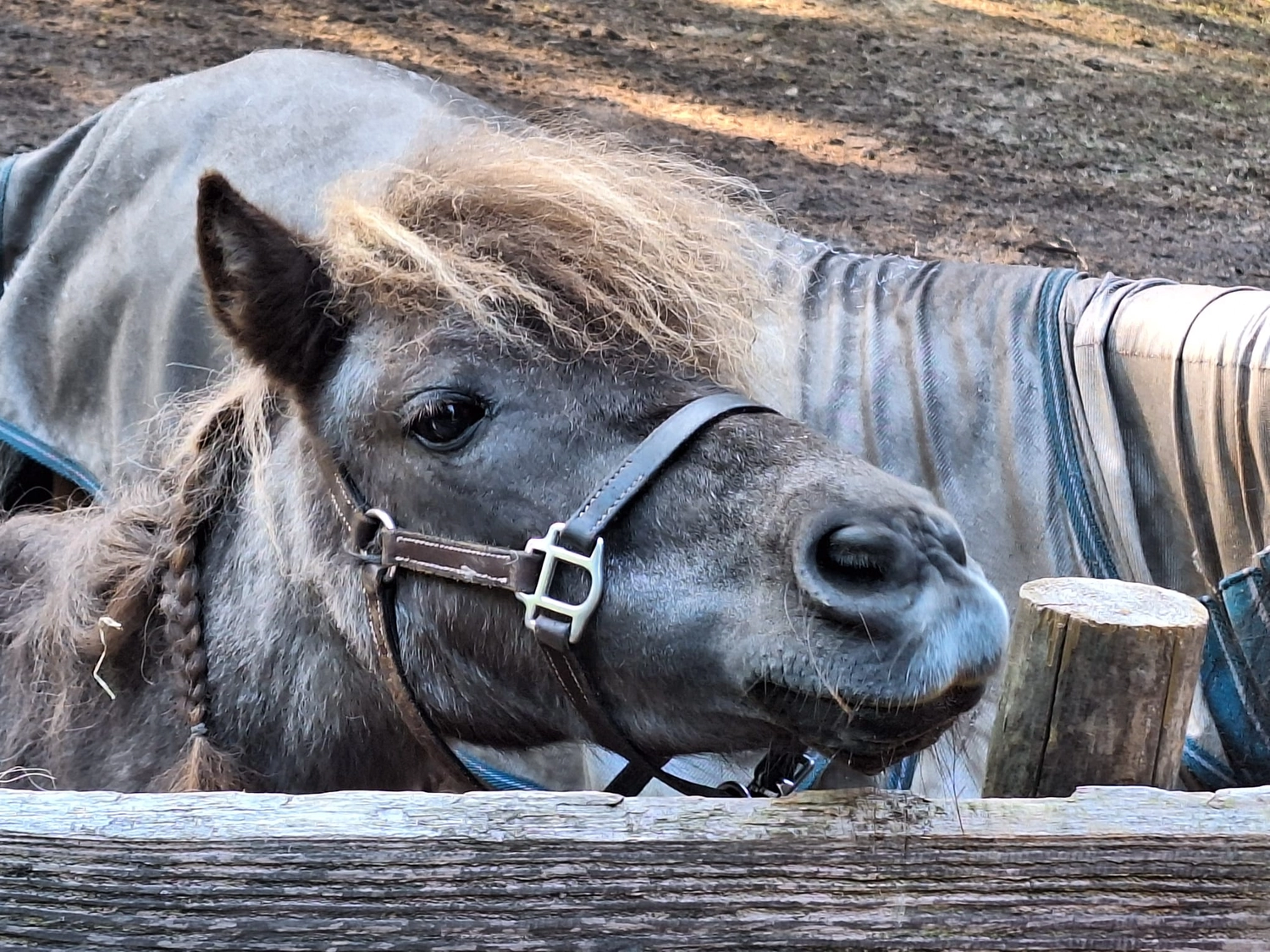 Hof ShaBaLi - Pferdehof - Pferde