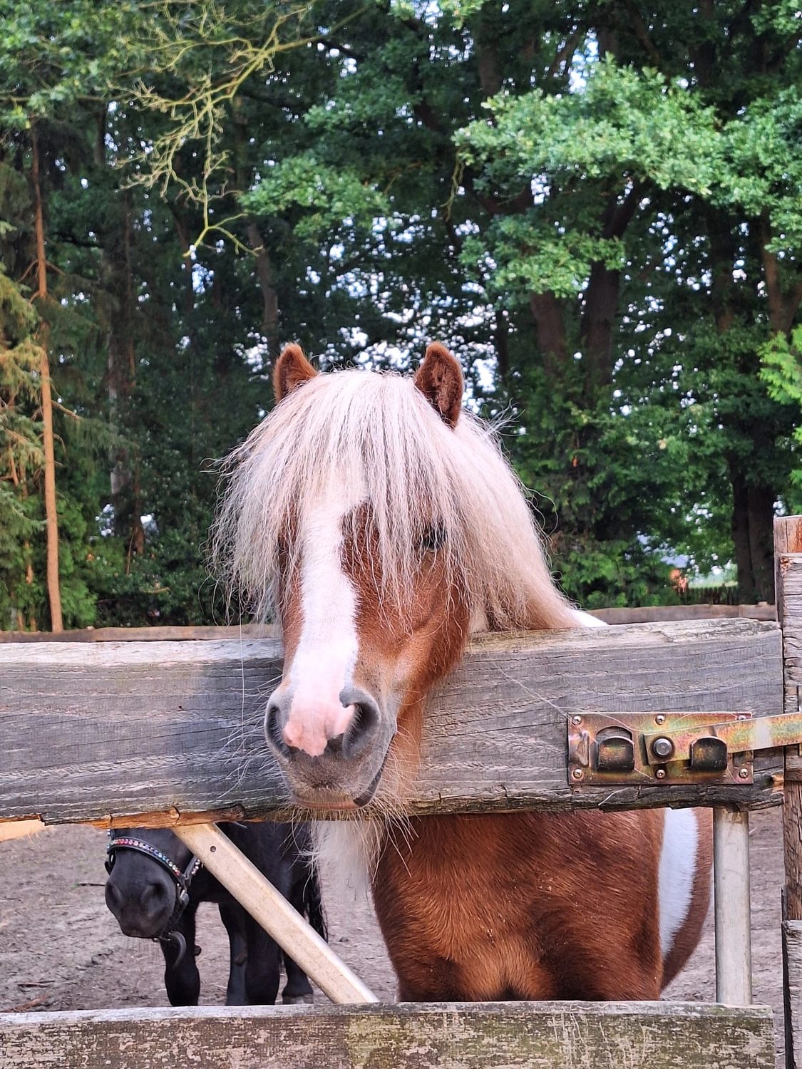 Hof ShaBaLi - Pferdehof - Pferde
