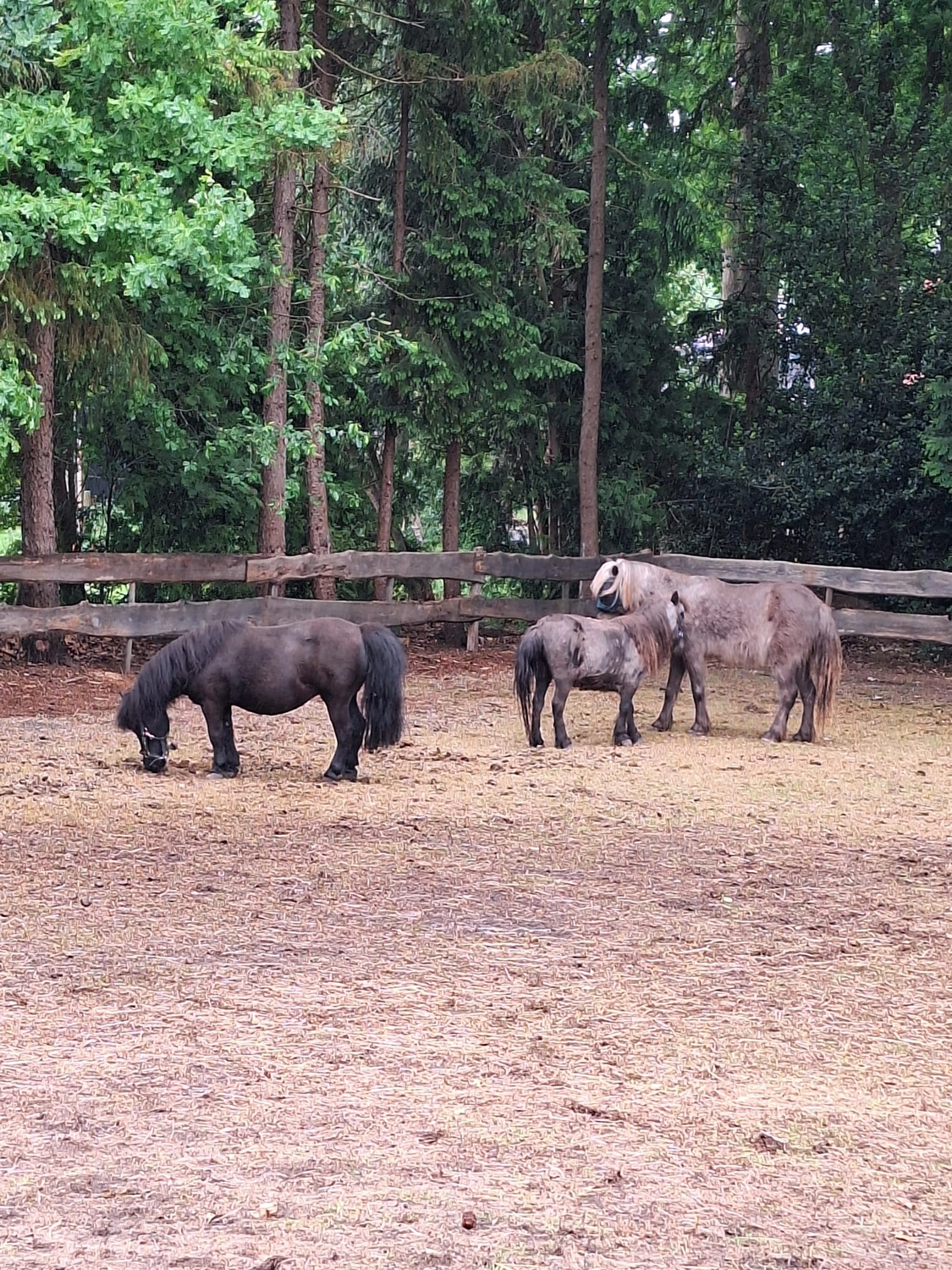 Hof ShaBaLi - Pferdehof - Pferde