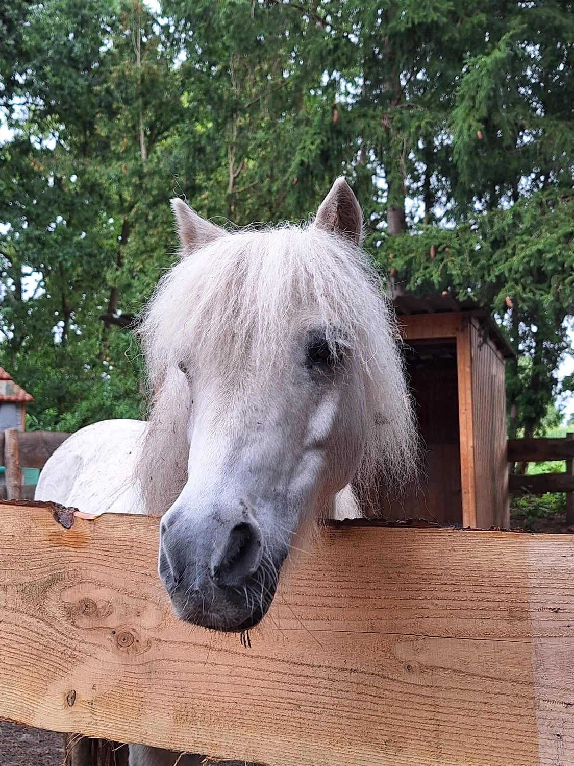 Hof ShaBaLi - Pferdehof - Pferde