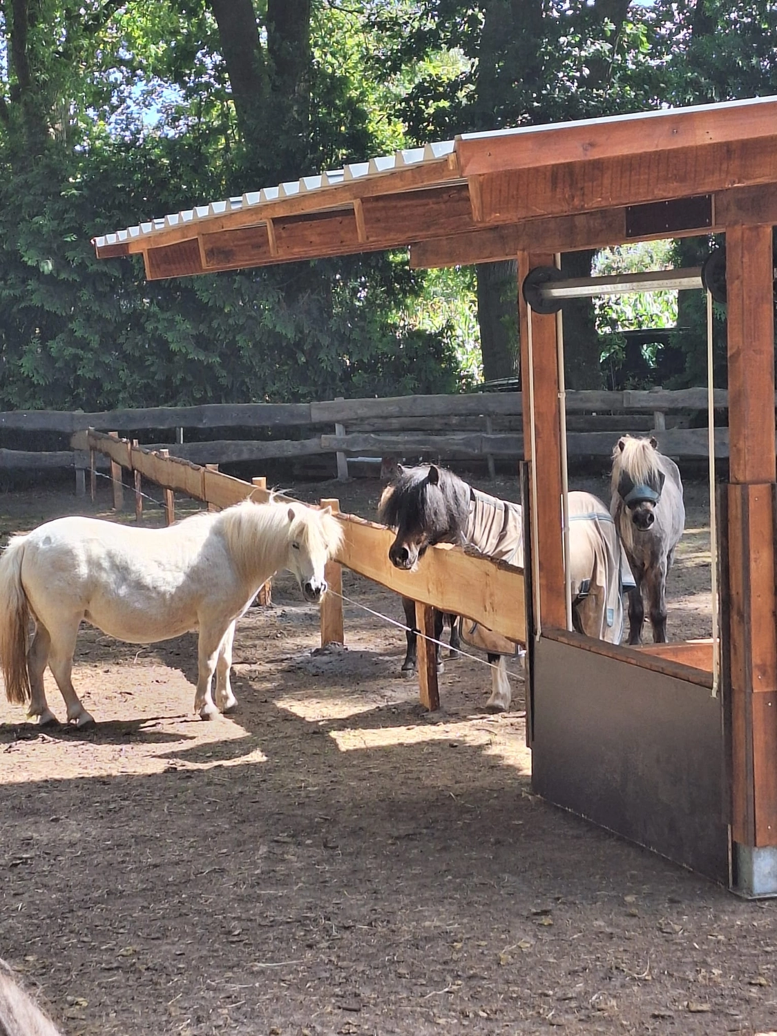 Hof ShaBaLi - Pferdehof - Pferde