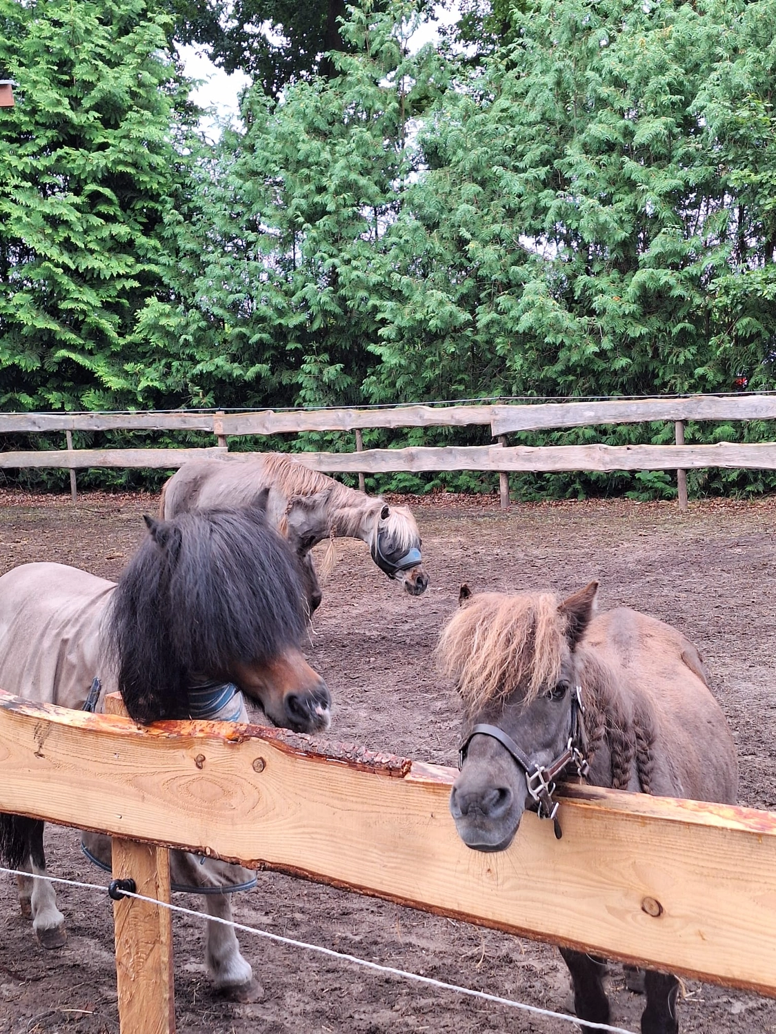 Hof ShaBaLi - Pferdehof - Pferde