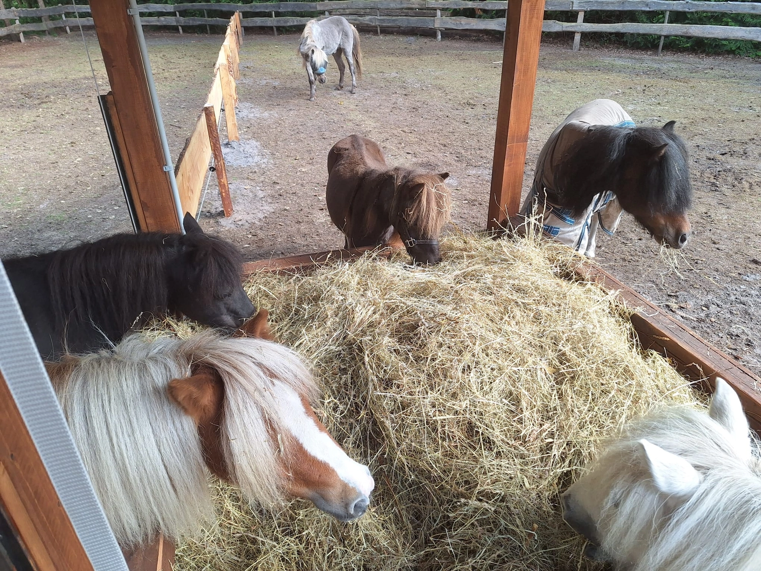 Hof ShaBaLi - Pferdehof - Pferde