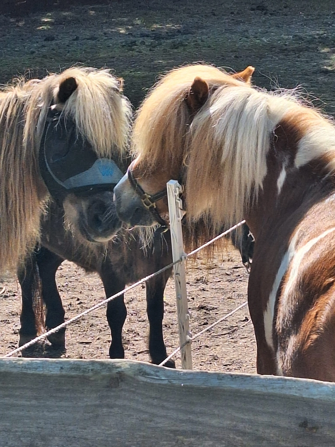 Hof ShaBaLi - Pferdehof - Pferde