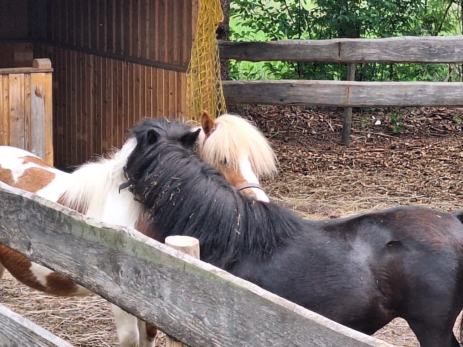 Hof ShaBaLi - Pferdehof - Pferde
