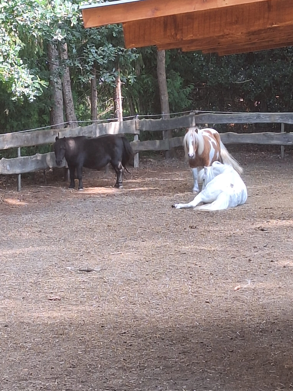 Hof ShaBaLi - Pferdehof - Pferde