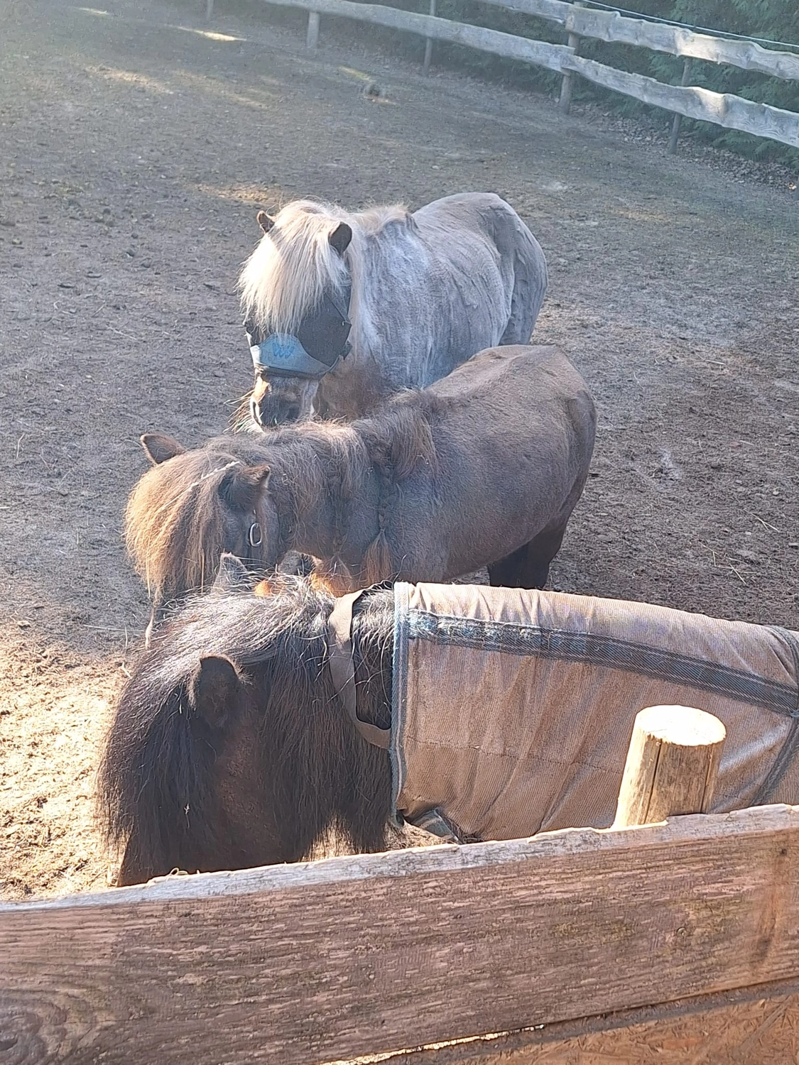 Hof ShaBaLi - Pferdehof - Pferde