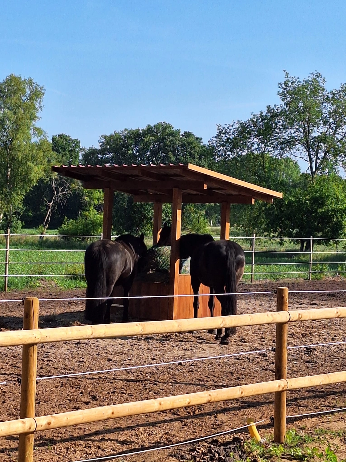 Hof ShaBaLi - Pferdehof - Pferde