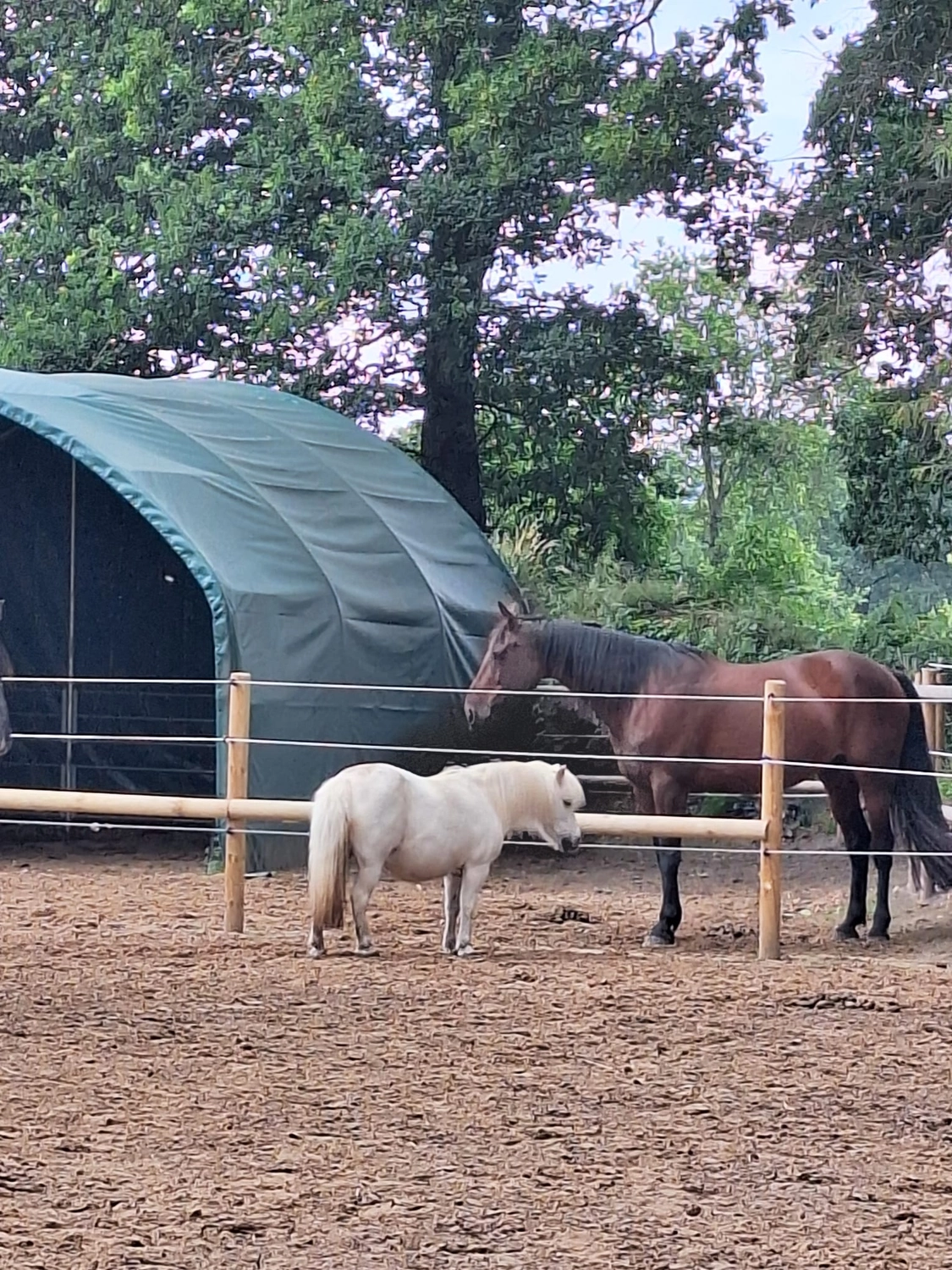 Hof ShaBaLi - Pferdehof - Pferde