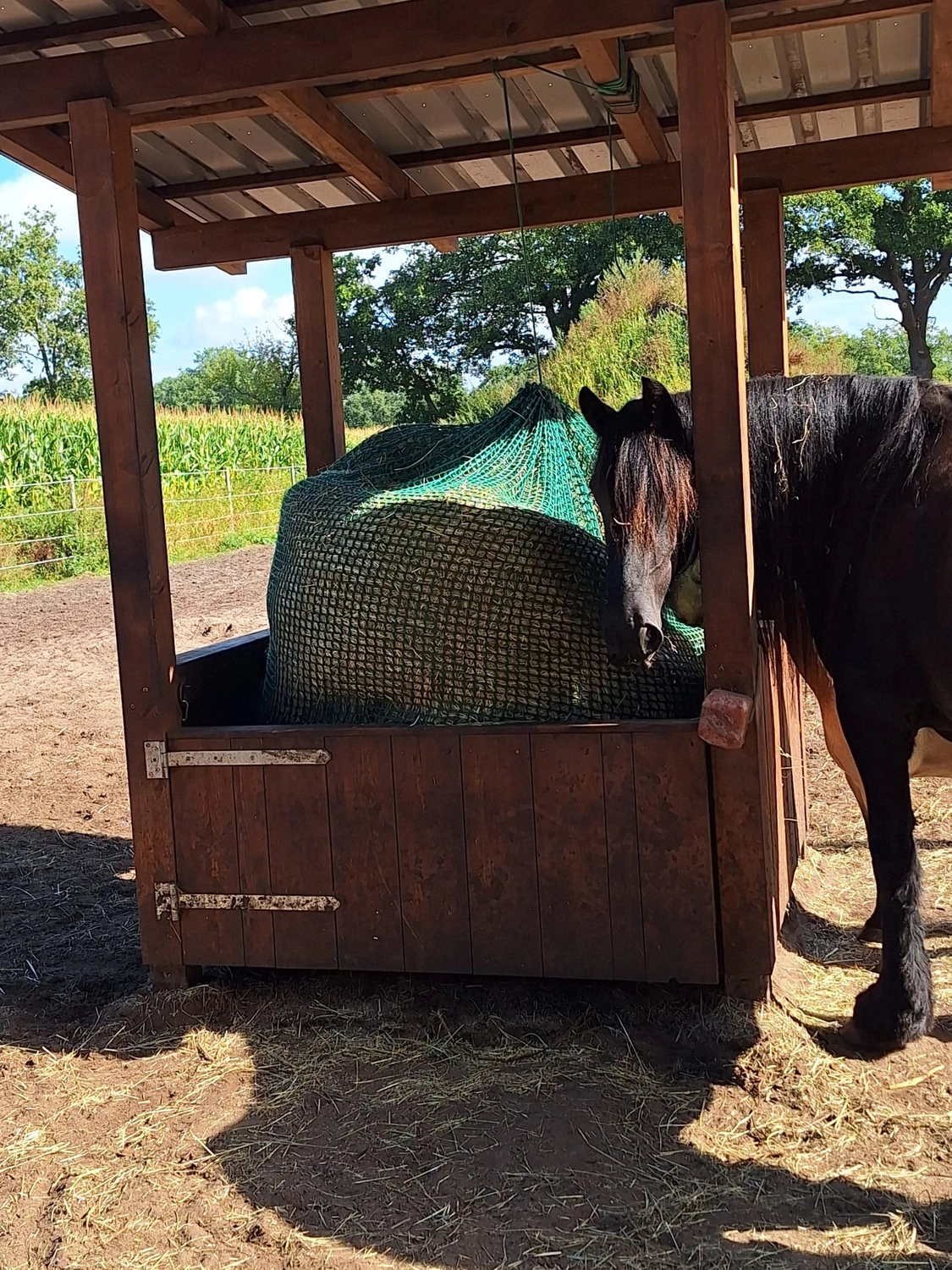 Hof ShaBaLi - Pferdehof - Pferde