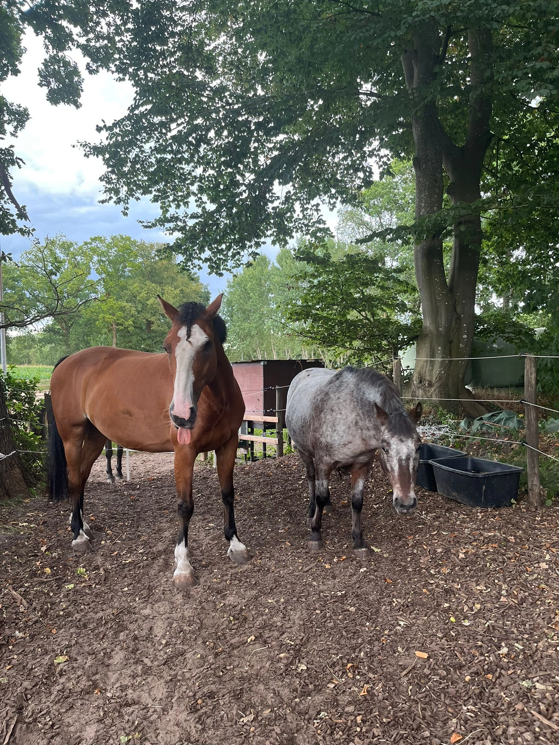 Hof ShaBaLi - Pferdehof - Pferde