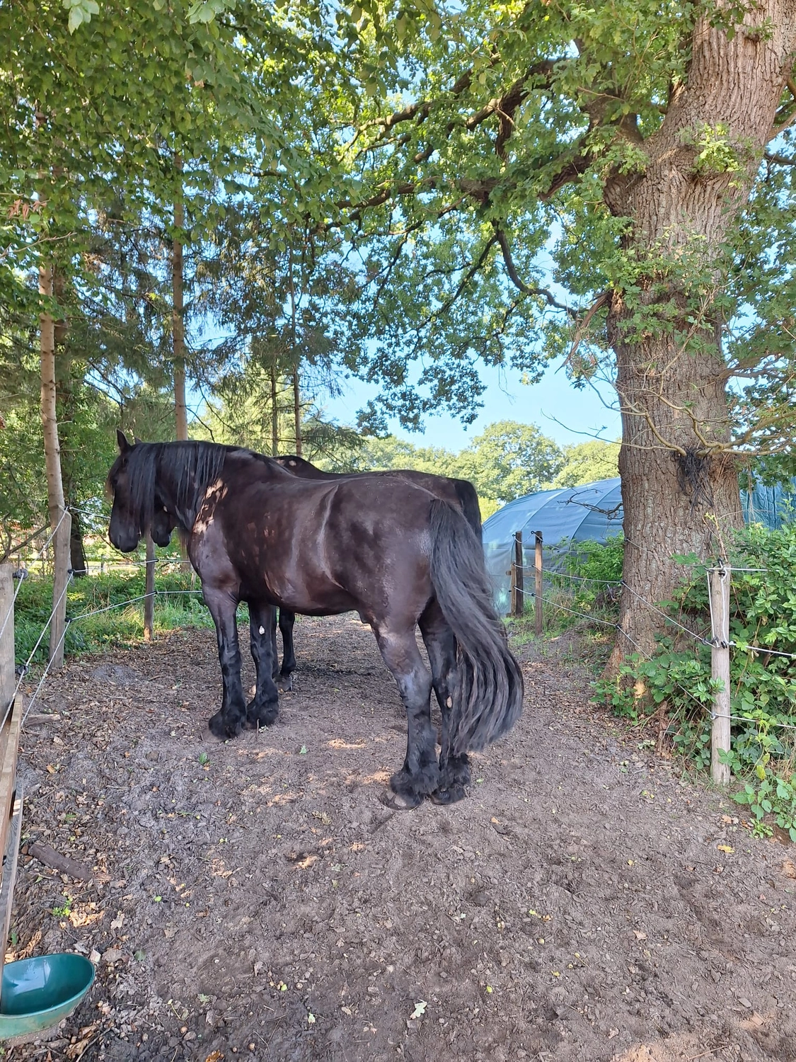 Hof ShaBaLi - Pferdehof - Pferde