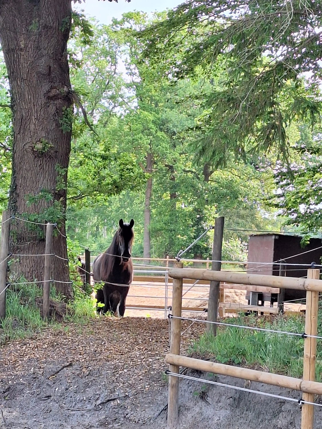 Hof ShaBaLi - Pferdehof - Pferde