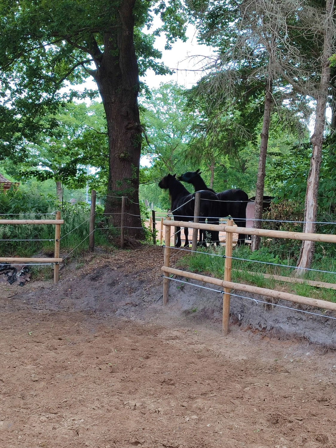 Hof ShaBaLi - Pferdehof - Pferde