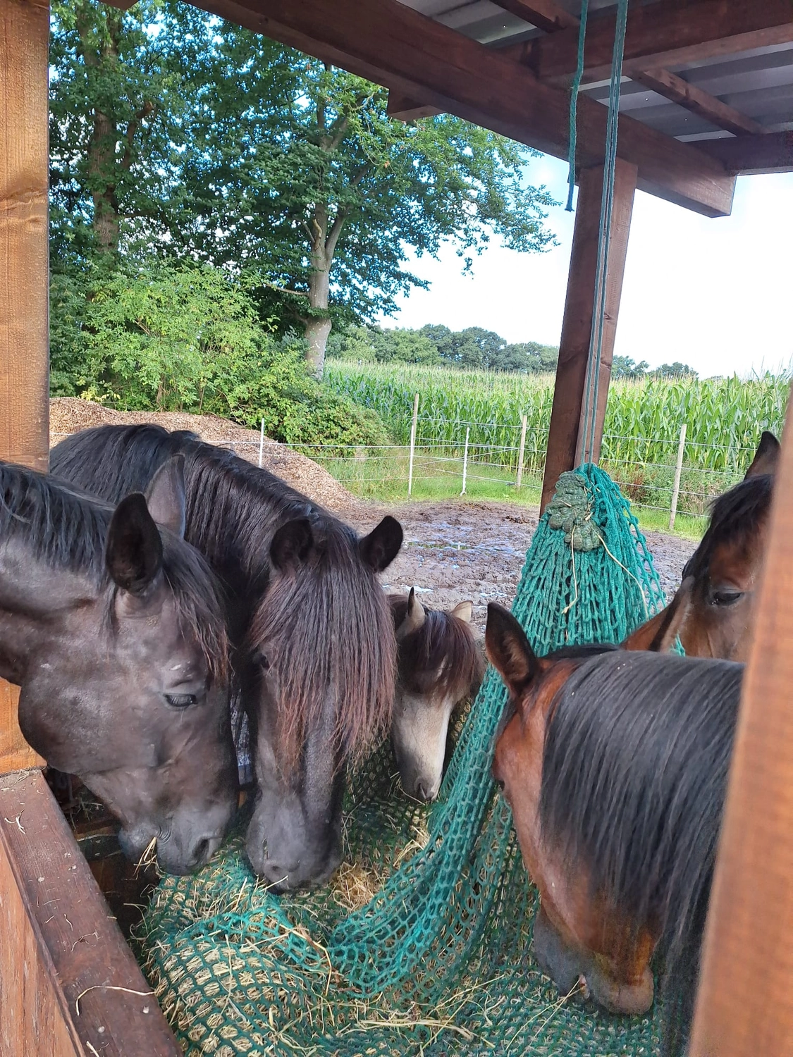 Hof ShaBaLi - Pferdehof - Pferde