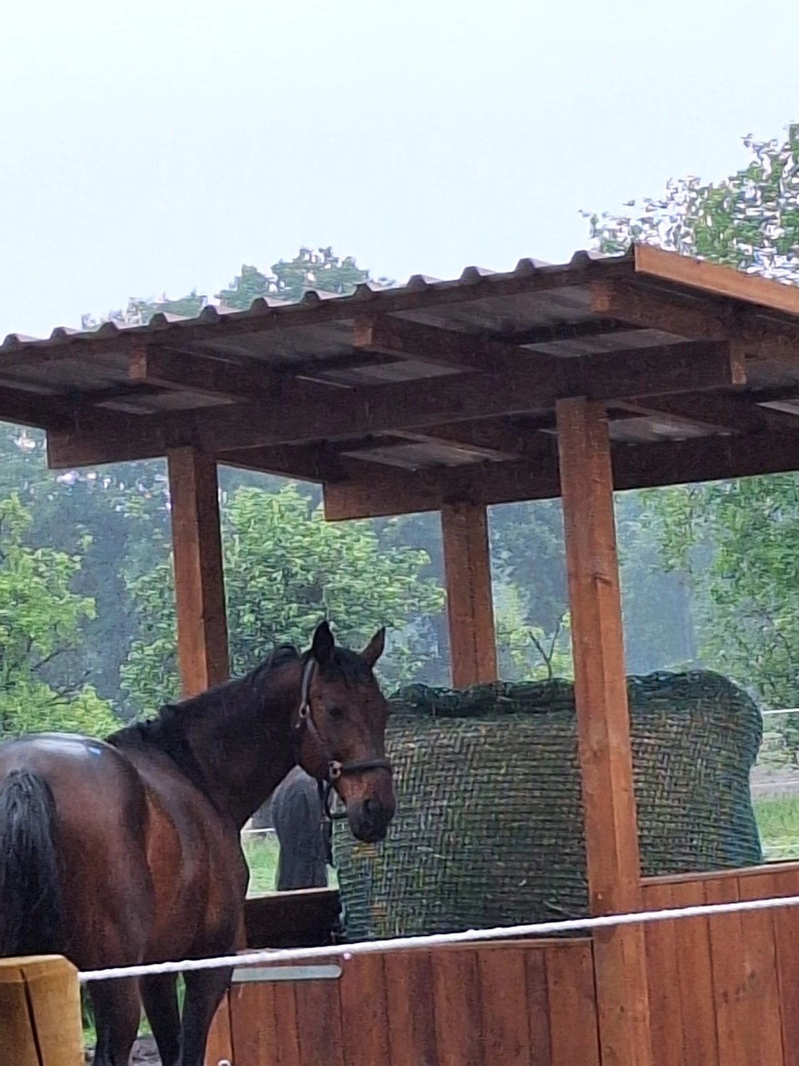 Hof ShaBaLi - Pferdehof - Pferde