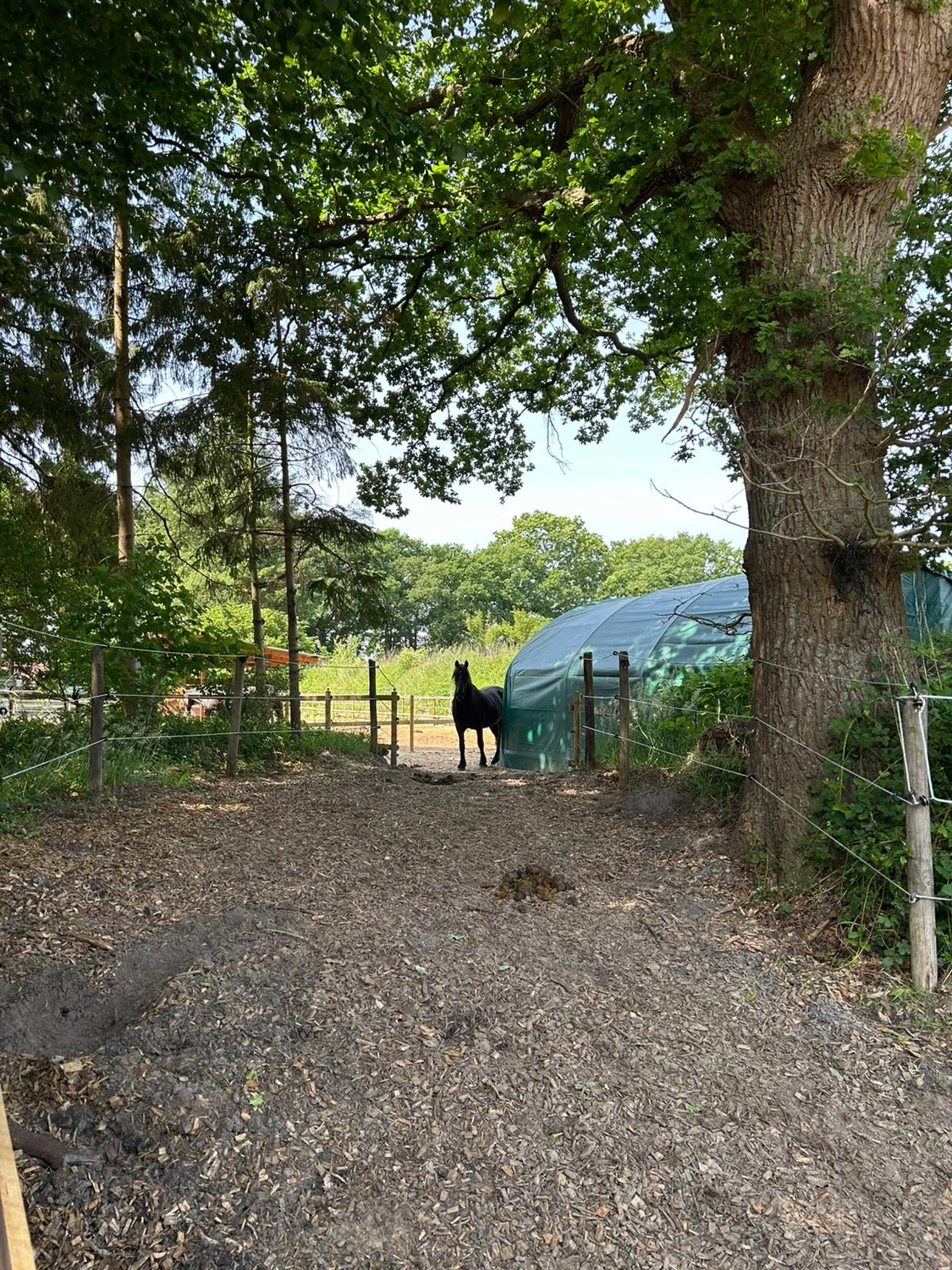 Hof ShaBaLi - Pferdehof - Pferde