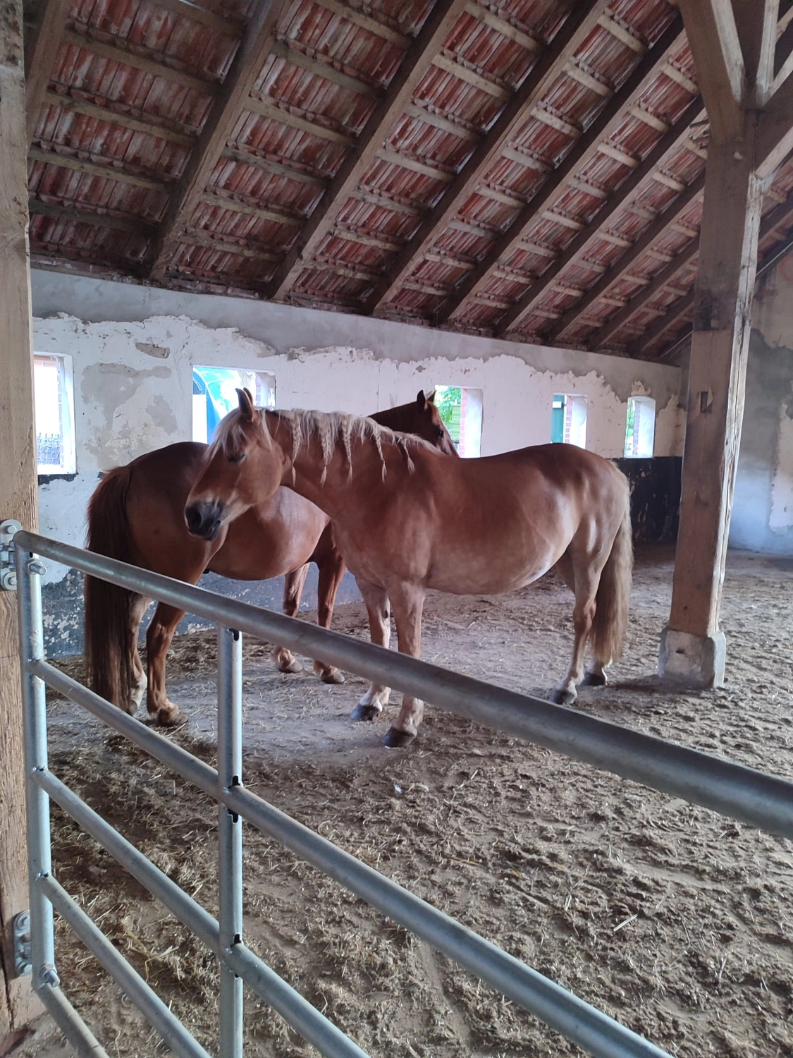 Hof ShaBaLi - Pferdehof - Pferde