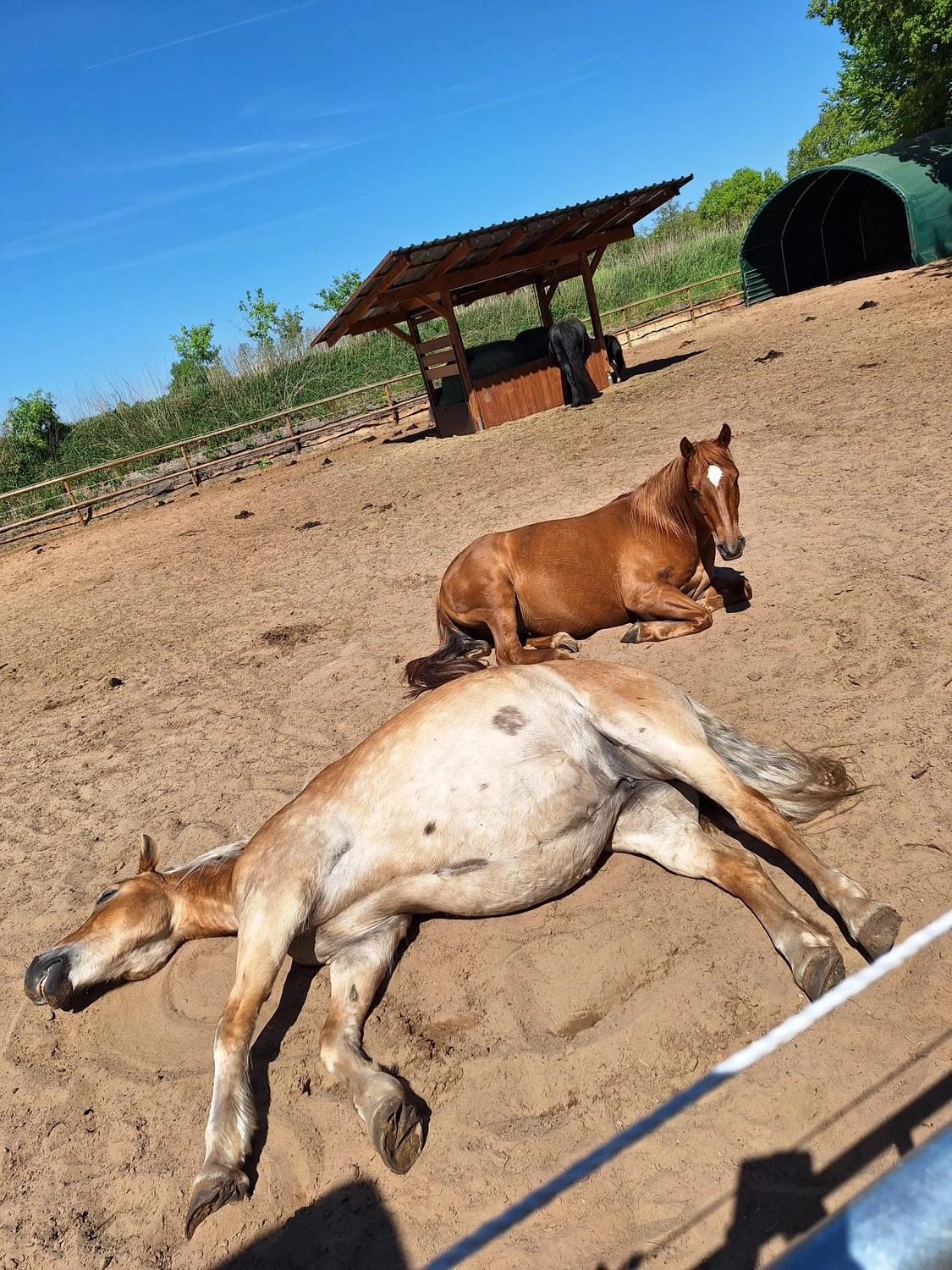Hof ShaBaLi - Pferdehof - Pferde