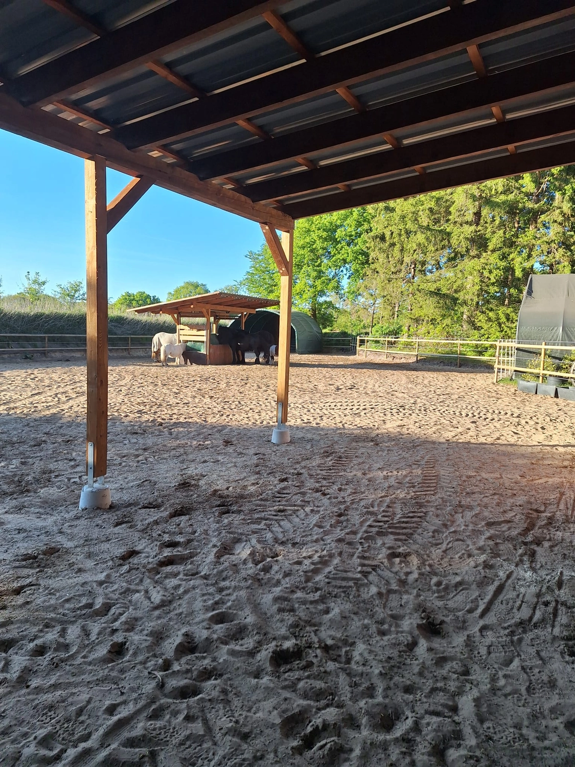 Hof ShaBaLi - Pferdehof - Pferde