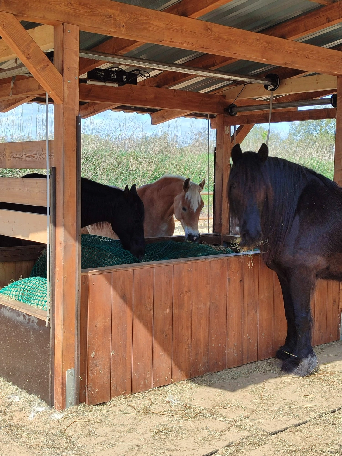 Hof ShaBaLi - Pferdehof - Pferde