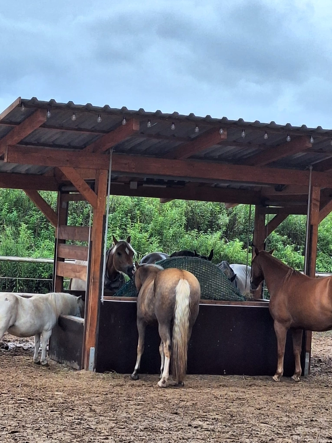 Hof ShaBaLi - Pferdehof - Pferde