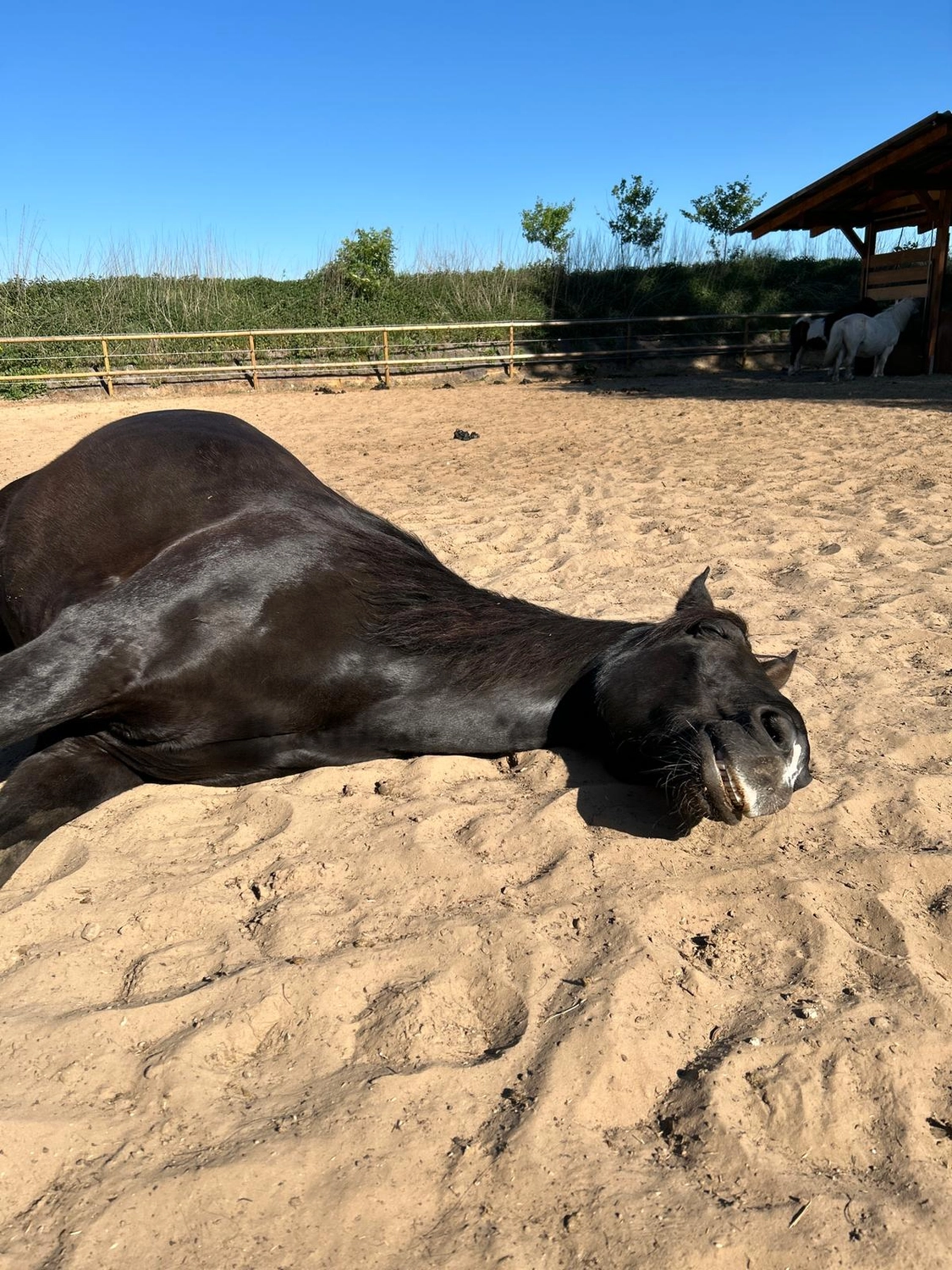 Hof ShaBaLi - Pferdehof - Pferde