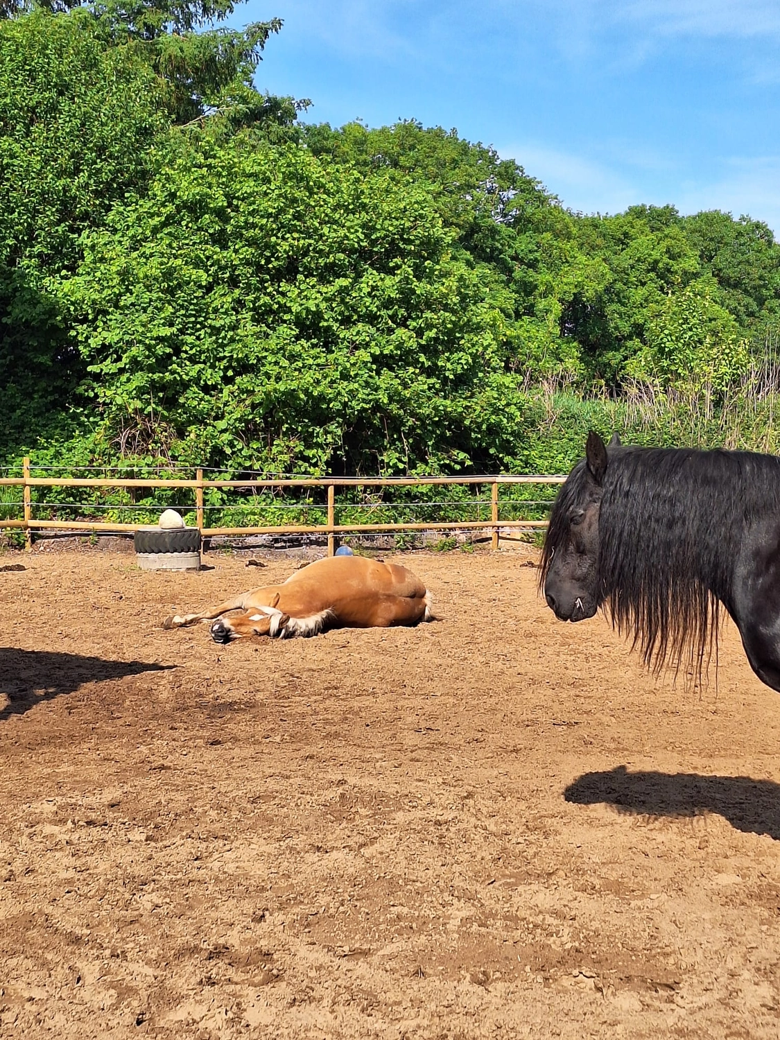 Hof ShaBaLi - Pferdehof - Pferde