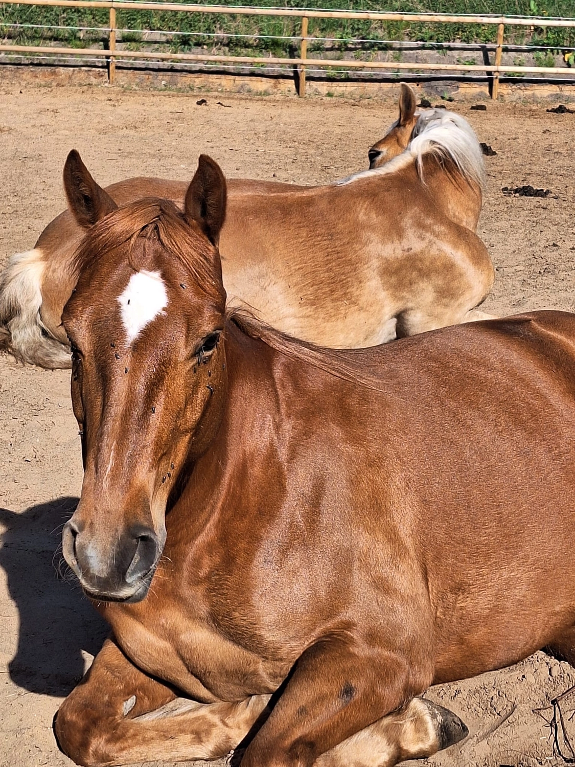 Hof ShaBaLi - Pferdehof - Pferde