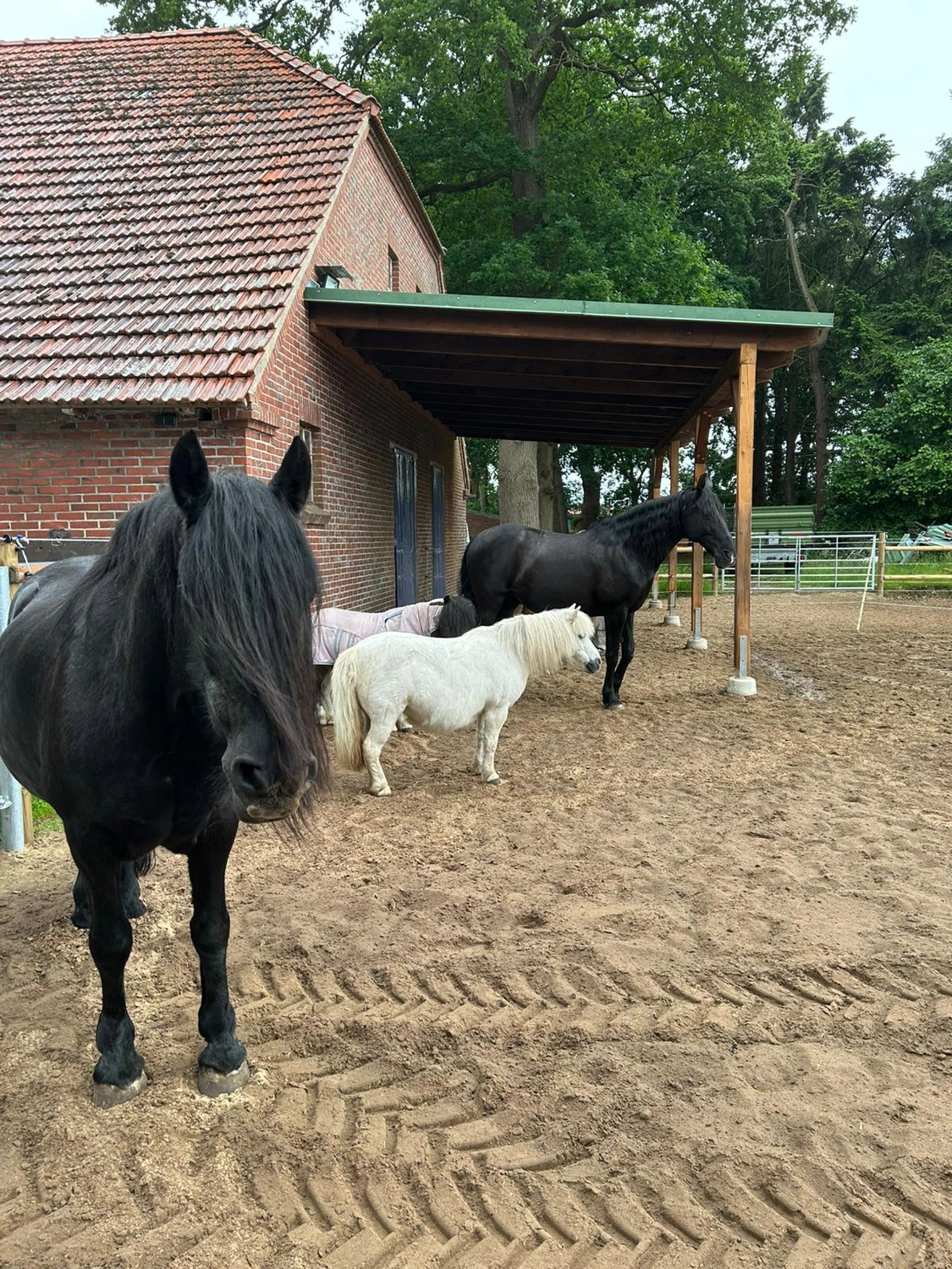Hof ShaBaLi - Pferdehof - Pferde