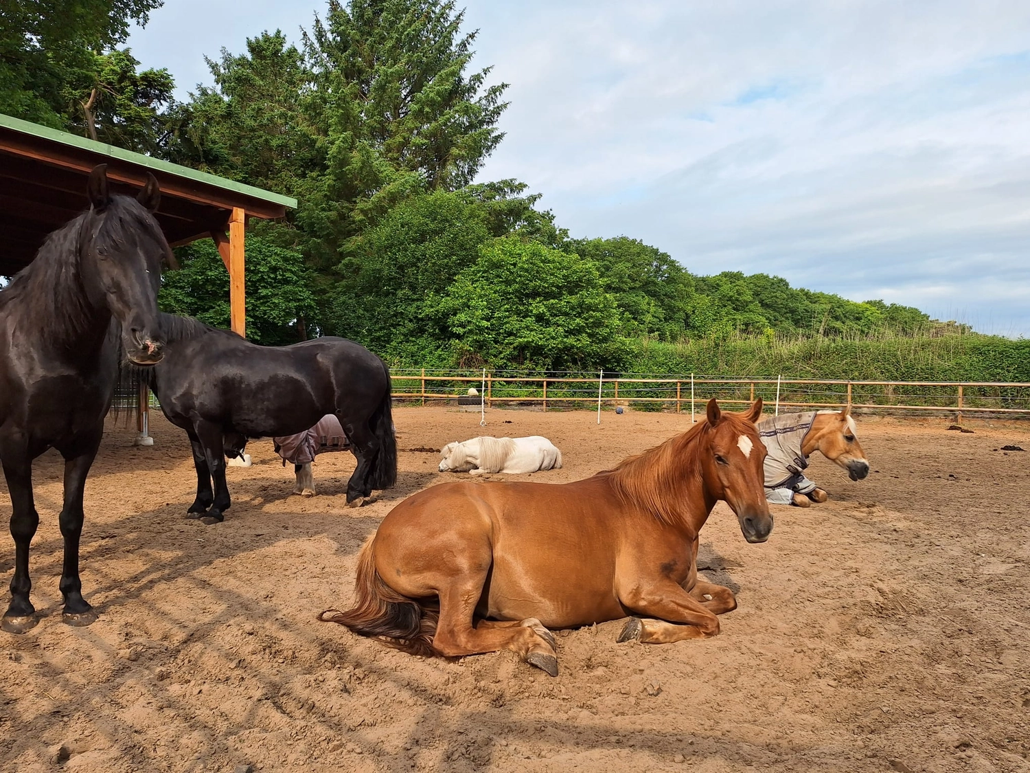 Hof ShaBaLi - Pferdehof - Pferde