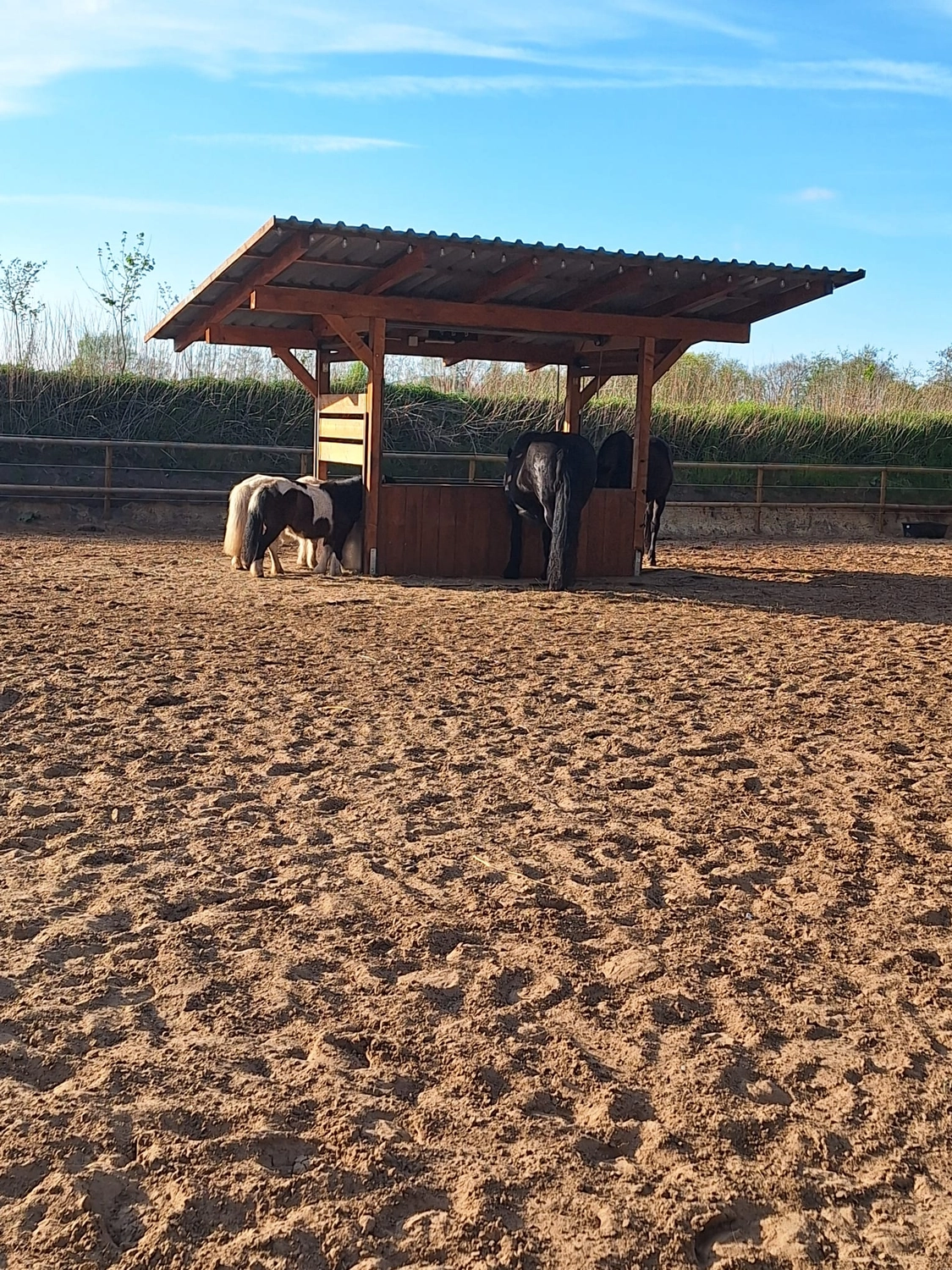Hof ShaBaLi - Pferdehof - Pferde