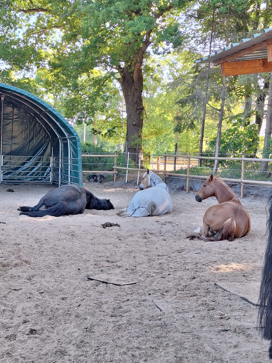 Hof ShaBaLi - Pferdehof - Pferde