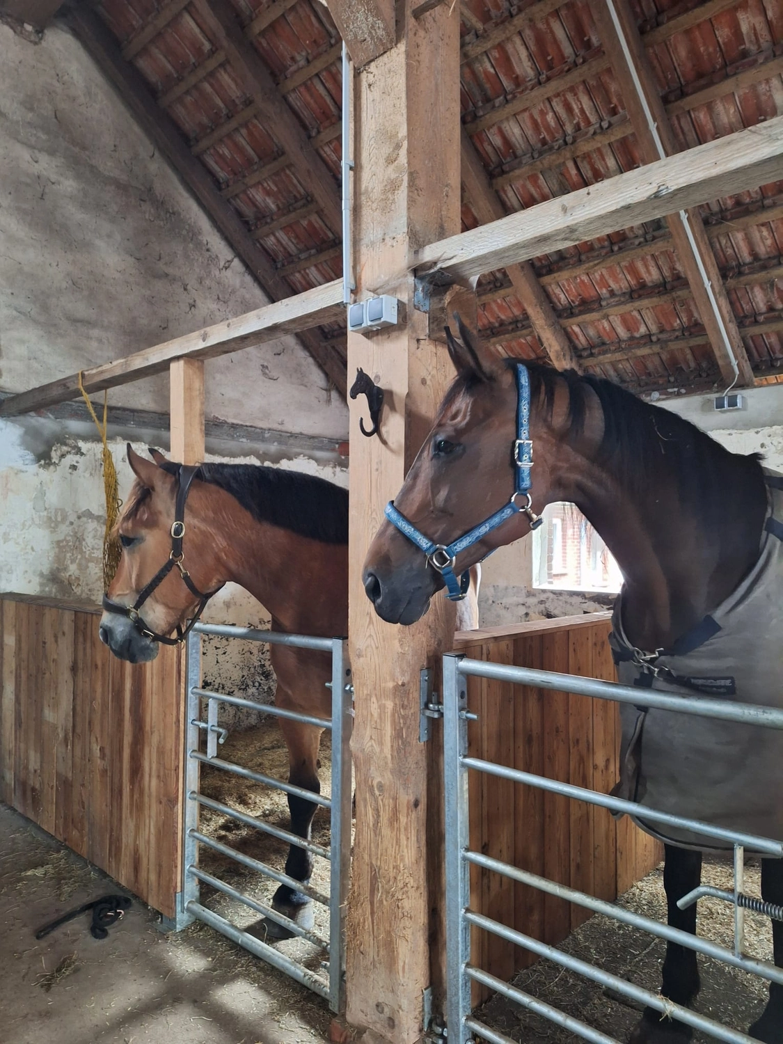 Hof ShaBaLi - Pferdehof - Pferde