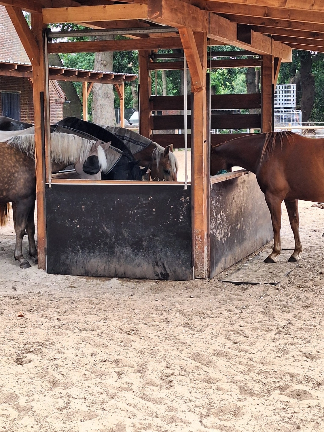 Hof ShaBaLi - Pferdehof - Pferde