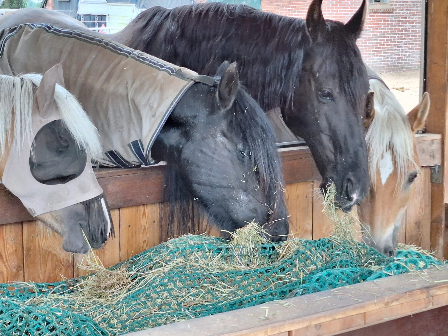 Hof ShaBaLi - Pferdehof - Pferde