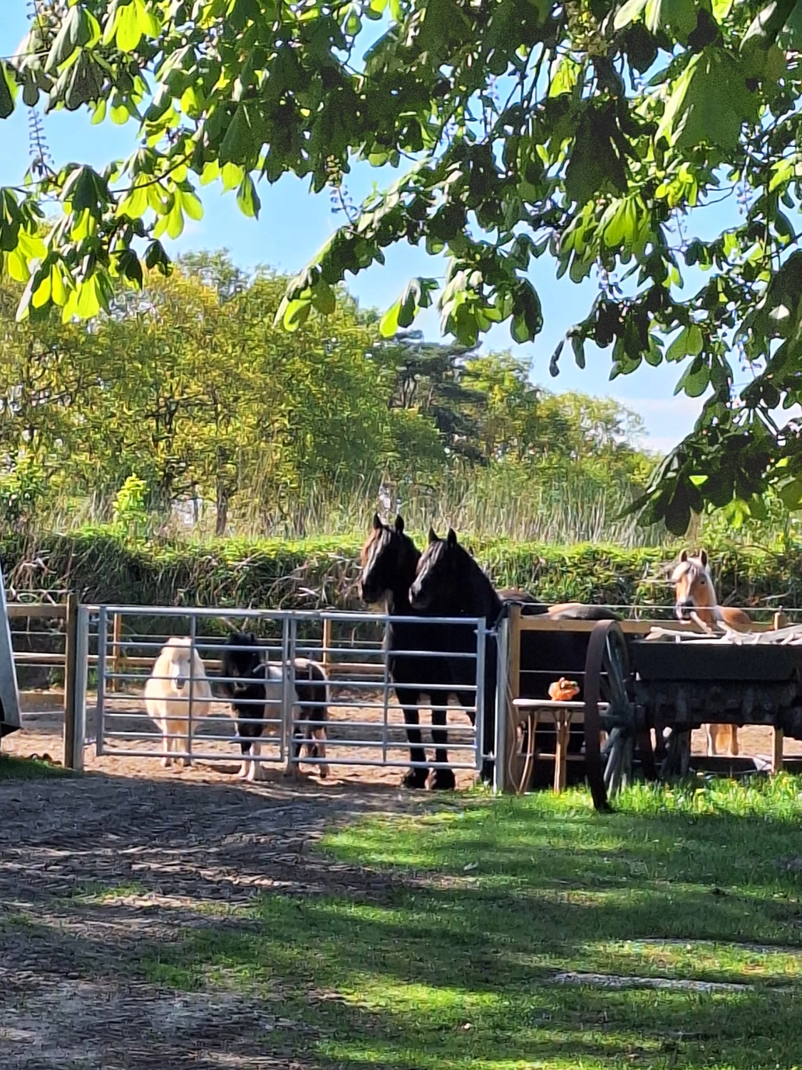Hof ShaBaLi - Pferdehof - Pferde